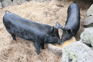 民俗村で飼育されている黒豚